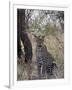 Leopard, Samburu National Reserve, Kenya, East Africa, Africa-James Hager-Framed Photographic Print