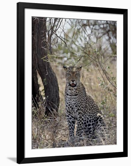 Leopard, Samburu National Reserve, Kenya, East Africa, Africa-James Hager-Framed Photographic Print