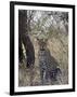 Leopard, Samburu National Reserve, Kenya, East Africa, Africa-James Hager-Framed Photographic Print