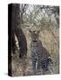 Leopard, Samburu National Reserve, Kenya, East Africa, Africa-James Hager-Stretched Canvas