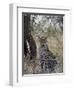 Leopard, Samburu National Reserve, Kenya, East Africa, Africa-James Hager-Framed Photographic Print