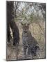 Leopard, Samburu National Reserve, Kenya, East Africa, Africa-James Hager-Mounted Photographic Print