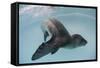 Leopard Seal, Astrolabe Island, Antarctica-null-Framed Stretched Canvas