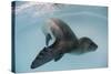 Leopard Seal, Astrolabe Island, Antarctica-null-Stretched Canvas