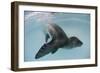 Leopard Seal, Astrolabe Island, Antarctica-null-Framed Photographic Print