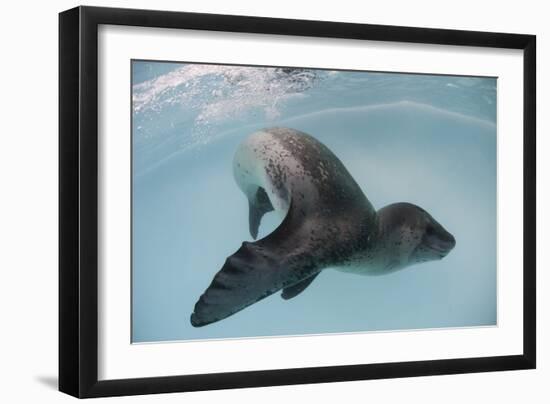 Leopard Seal, Astrolabe Island, Antarctica-null-Framed Photographic Print