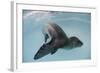 Leopard Seal, Astrolabe Island, Antarctica-null-Framed Photographic Print