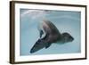 Leopard Seal, Astrolabe Island, Antarctica-null-Framed Photographic Print