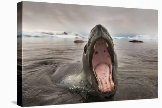 Leopard Seal, Cuverville Island, Antarctica-Paul Souders-Stretched Canvas