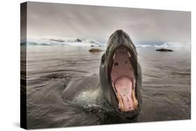 Leopard Seal, Cuverville Island, Antarctica-Paul Souders-Stretched Canvas