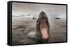 Leopard Seal, Cuverville Island, Antarctica-Paul Souders-Framed Stretched Canvas