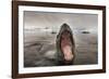 Leopard Seal, Cuverville Island, Antarctica-Paul Souders-Framed Photographic Print