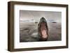 Leopard Seal, Cuverville Island, Antarctica-Paul Souders-Framed Photographic Print