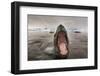 Leopard Seal, Cuverville Island, Antarctica-Paul Souders-Framed Photographic Print