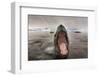 Leopard Seal, Cuverville Island, Antarctica-Paul Souders-Framed Photographic Print