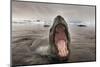 Leopard Seal, Cuverville Island, Antarctica-Paul Souders-Mounted Photographic Print