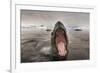 Leopard Seal, Cuverville Island, Antarctica-Paul Souders-Framed Photographic Print