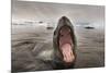 Leopard Seal, Cuverville Island, Antarctica-Paul Souders-Mounted Photographic Print