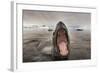 Leopard Seal, Cuverville Island, Antarctica-Paul Souders-Framed Photographic Print