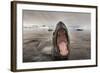 Leopard Seal, Cuverville Island, Antarctica-Paul Souders-Framed Photographic Print