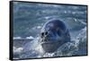 Leopard Seal, Deception Island, Antarctica-Paul Souders-Framed Stretched Canvas