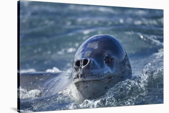 Leopard Seal, Deception Island, Antarctica-Paul Souders-Stretched Canvas