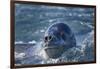 Leopard Seal, Deception Island, Antarctica-Paul Souders-Framed Photographic Print