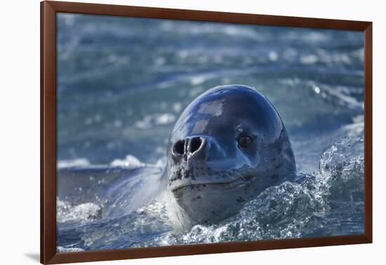 Leopard Seal, Deception Island, Antarctica-Paul Souders-Framed Photographic Print