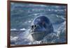 Leopard Seal, Deception Island, Antarctica-Paul Souders-Framed Photographic Print