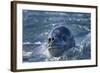Leopard Seal, Deception Island, Antarctica-Paul Souders-Framed Photographic Print