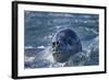 Leopard Seal, Deception Island, Antarctica-Paul Souders-Framed Photographic Print