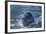 Leopard Seal, Deception Island, Antarctica-Paul Souders-Framed Photographic Print