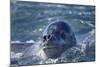 Leopard Seal, Deception Island, Antarctica-Paul Souders-Mounted Photographic Print