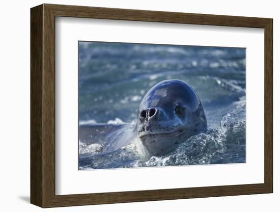 Leopard Seal, Deception Island, Antarctica-Paul Souders-Framed Photographic Print