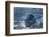 Leopard Seal, Deception Island, Antarctica-Paul Souders-Framed Photographic Print