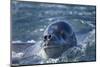 Leopard Seal, Deception Island, Antarctica-Paul Souders-Mounted Photographic Print