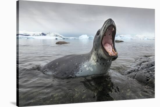 Leopard Seal Hunting, Antarctica-Paul Souders-Stretched Canvas