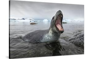 Leopard Seal Hunting, Antarctica-Paul Souders-Stretched Canvas