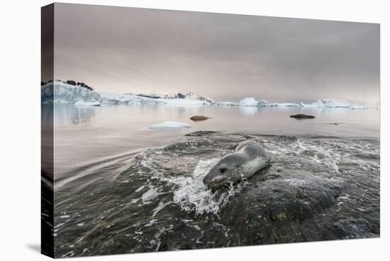 Leopard Seal Hunting, Antarctica-Paul Souders-Stretched Canvas