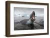 Leopard Seal Hunting, Antarctica-Paul Souders-Framed Photographic Print