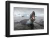 Leopard Seal Hunting, Antarctica-Paul Souders-Framed Photographic Print