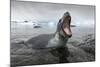 Leopard Seal Hunting, Antarctica-Paul Souders-Mounted Photographic Print
