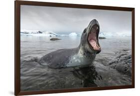Leopard Seal Hunting, Antarctica-Paul Souders-Framed Photographic Print