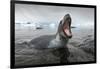 Leopard Seal Hunting, Antarctica-Paul Souders-Framed Photographic Print