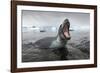 Leopard Seal Hunting, Antarctica-Paul Souders-Framed Photographic Print