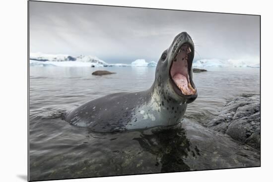 Leopard Seal Hunting, Antarctica-Paul Souders-Mounted Photographic Print