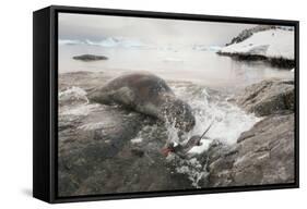 Leopard Seal Hunting Gentoo Penguin, Antarctica-Paul Souders-Framed Stretched Canvas