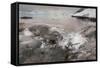 Leopard Seal Hunting Gentoo Penguin, Antarctica-Paul Souders-Framed Stretched Canvas