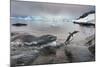 Leopard Seal Hunting Gentoo Penguin, Antarctica-Paul Souders-Mounted Photographic Print