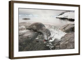 Leopard Seal Hunting Gentoo Penguin, Antarctica-Paul Souders-Framed Photographic Print